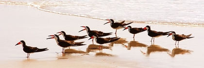 Picture of BLACK SKIMMERS II