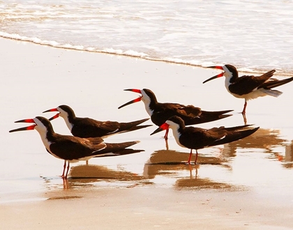 Picture of BLACK SKIMMERS II