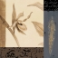 Picture of ORCHID COLLAGE II