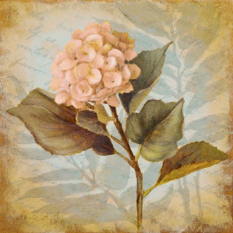 Picture of PINK HYDRANGEA PORTRAIT