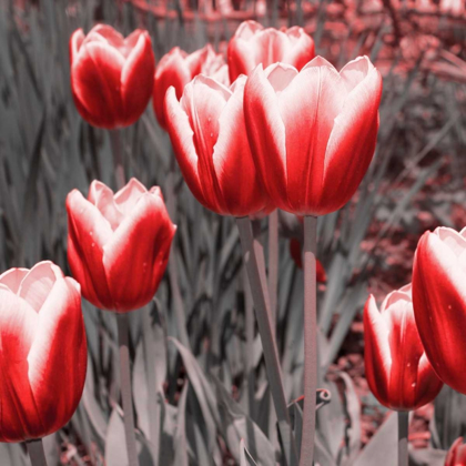 Picture of RED TULIPS II