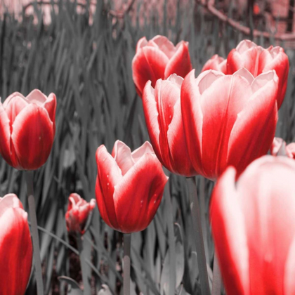 Picture of RED TULIPS I
