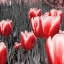 Picture of RED TULIPS I