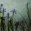 Picture of BLUE IRISES II