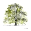 Picture of TREE WITH GREEN LEAVES II