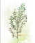 Picture of FRESH HERBS IV