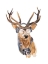 Picture of TOURIST DEER