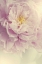 Picture of ANGELIC PETALS
