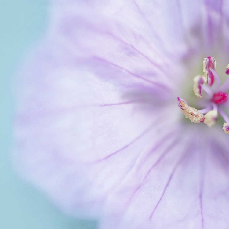 Picture of THE HEART OF A FLOWER SQUARE