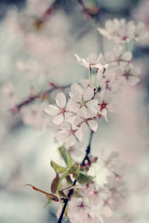 Picture of A BRANCH OF BEAUTY VERTICAL