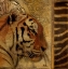 Picture of ELEGANT SAFARI II - TIGER