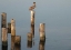 Picture of PELICAN I