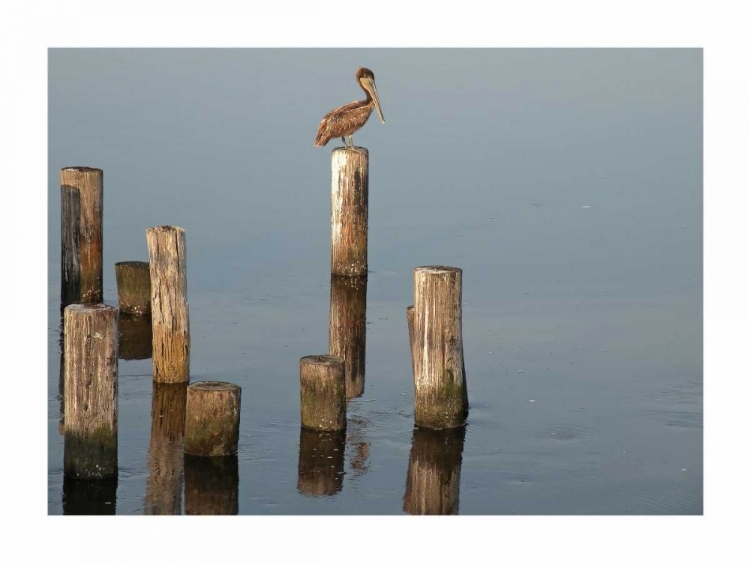 Picture of PELICAN I