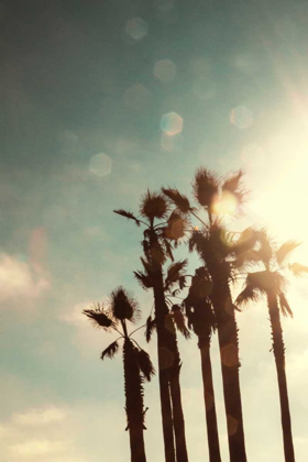 Picture of PALMS IN THE SUN