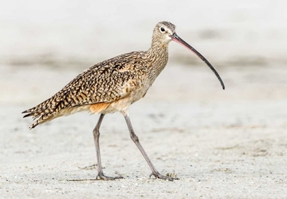 Picture of LONG BILLED CURLEW