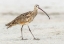 Picture of LONG BILLED CURLEW