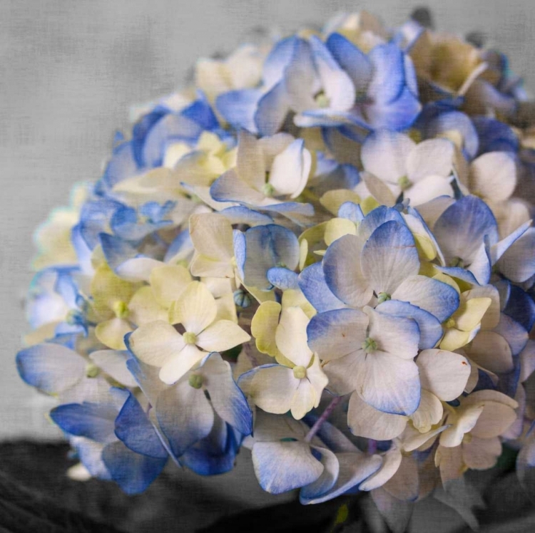 Picture of HYDRANGEAS I