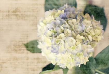 Picture of HYDRANGEAS II