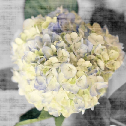 Picture of WHITE HYDRANGEAS II