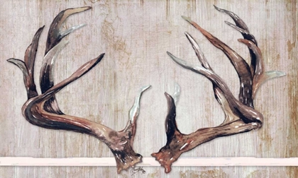 Picture of TROPHY ANTLERS