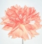 Picture of PINK BLOOMS