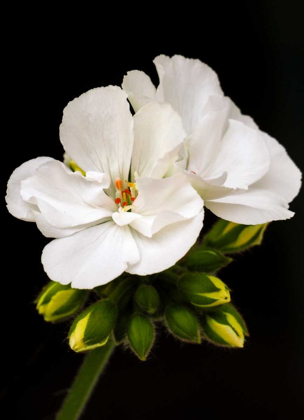 Picture of WHITE BLOOMS