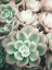 Picture of TEAL BLOOMS