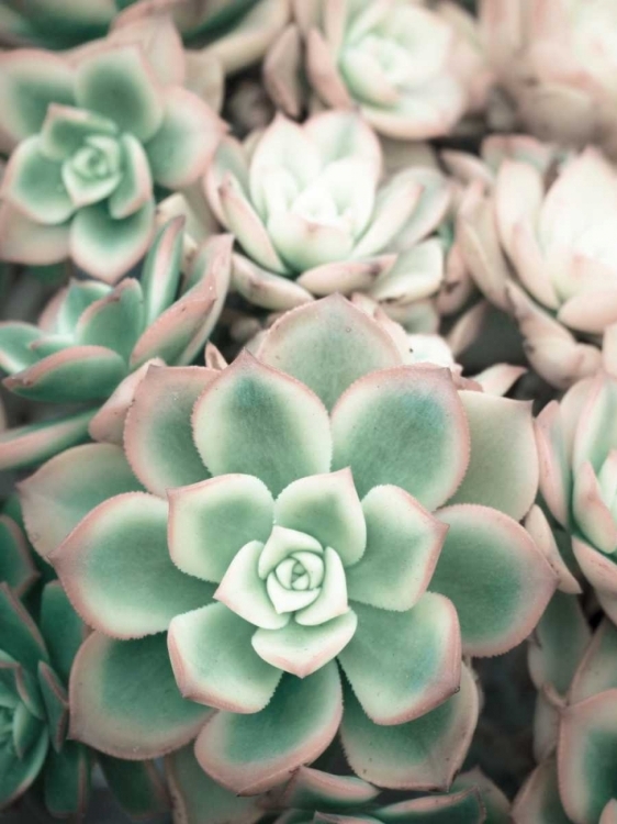 Picture of TEAL BLOOMS