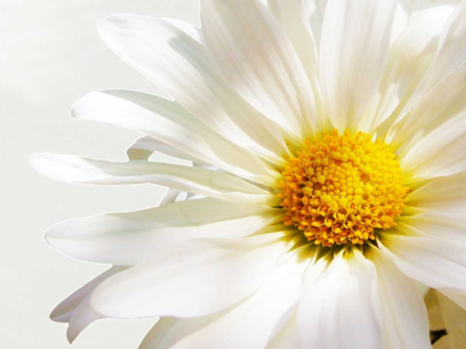 Picture of WHITE FLOATING DAISY