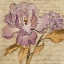 Picture of LILAC DREAM II