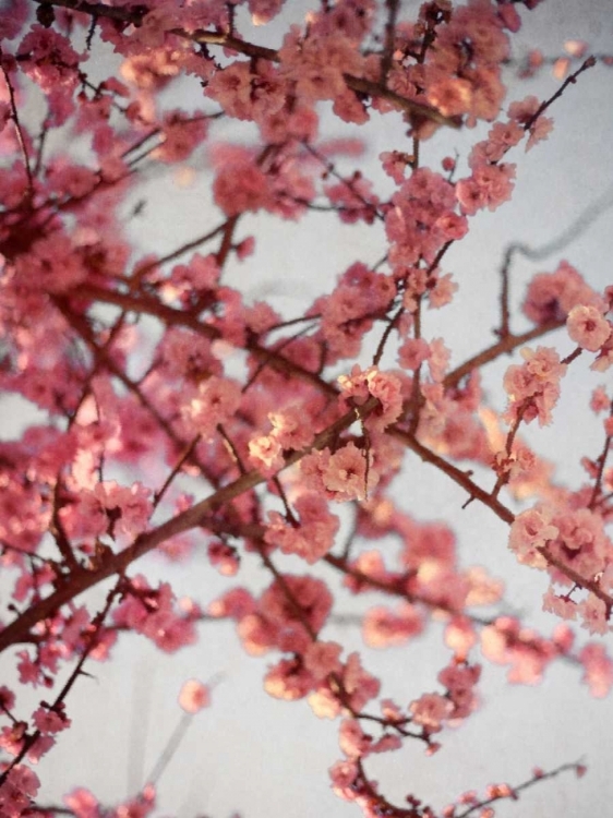 Picture of CHERRY BLOSSOMS I