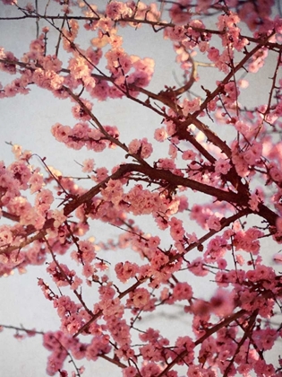 Picture of CHERRY BLOSSOMS II
