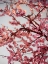 Picture of CHERRY BLOSSOMS II