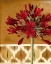 Picture of RED LILY OF THE NILE I