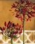 Picture of RED LILY OF THE NILE II