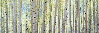 Picture of ASPEN