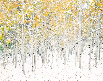 Picture of QUAKING ASPENS