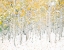 Picture of QUAKING ASPENS