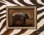 Picture of NEW ZEBRA INSPIRATION I