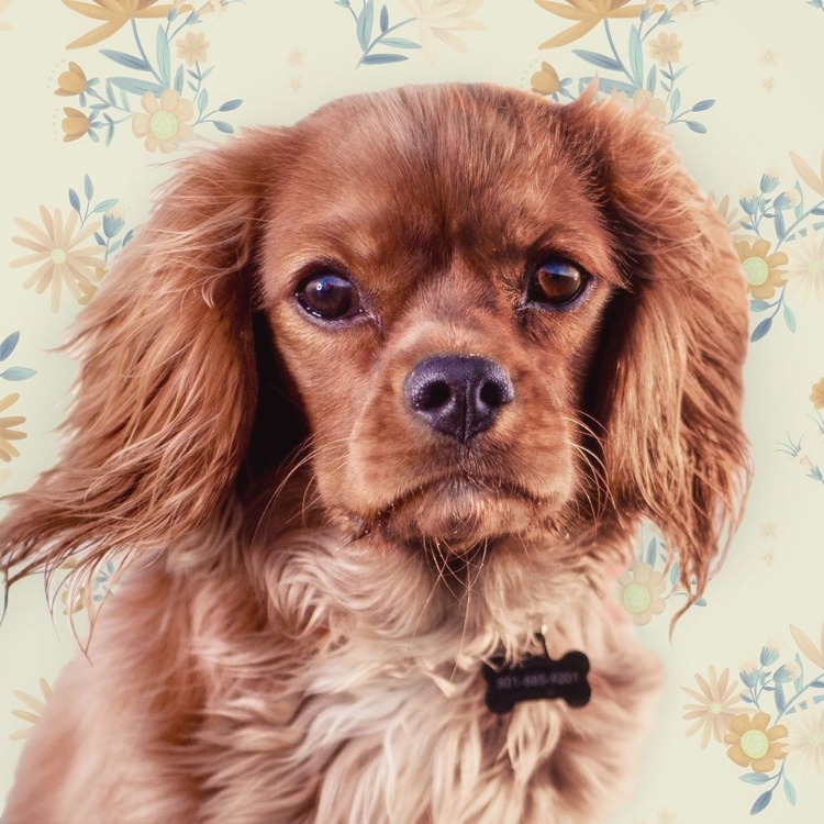 Picture of FLORALS AND SPANIELS