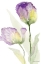 Picture of TEAL AND LAVENDER TULIPS II