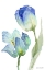 Picture of TEAL AND LAVENDER TULIPS III