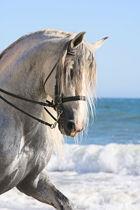 Picture of TROT ON THE BEACH