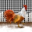 Picture of MORNING ROOSTER I