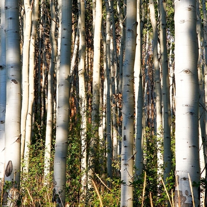 Picture of ASPEN GROVE I