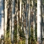 Picture of ASPEN GROVE I