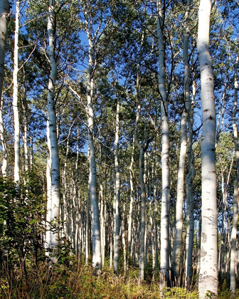 Picture of ASPEN GROVE II