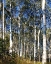 Picture of ASPEN GROVE II