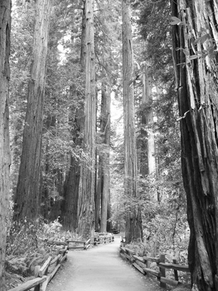 Picture of TREE PATH I