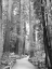 Picture of TREE PATH I